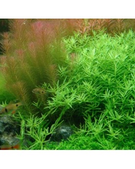 Rotala rotundifolia "Green"